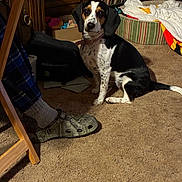 Millie joined the competition — help win amazing prizes! dog, hound, black_and_white, sitting, portrait, pet, indoors, living_room, carpet, furniture, bookshelf, records, laundry, blanket, shoe, person, collar, floppy_ears, animal, home