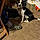Millie
