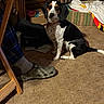 dog, hound, black_and_white, sitting, portrait, pet, indoors, living_room, carpet, furniture, bookshelf, records, laundry, blanket, shoe, person, collar, floppy_ears, animal, home