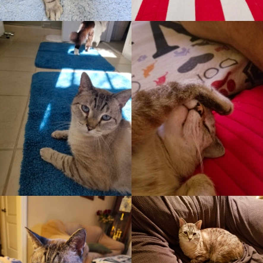 Augustus Darling joined the competition — help win amazing prizes! animal, art, cat, collage, computer, couch, cushion, electronics, face, furniture, head, homedecor, kitten, laptop, pc, person, pet, photography, portrait, screen