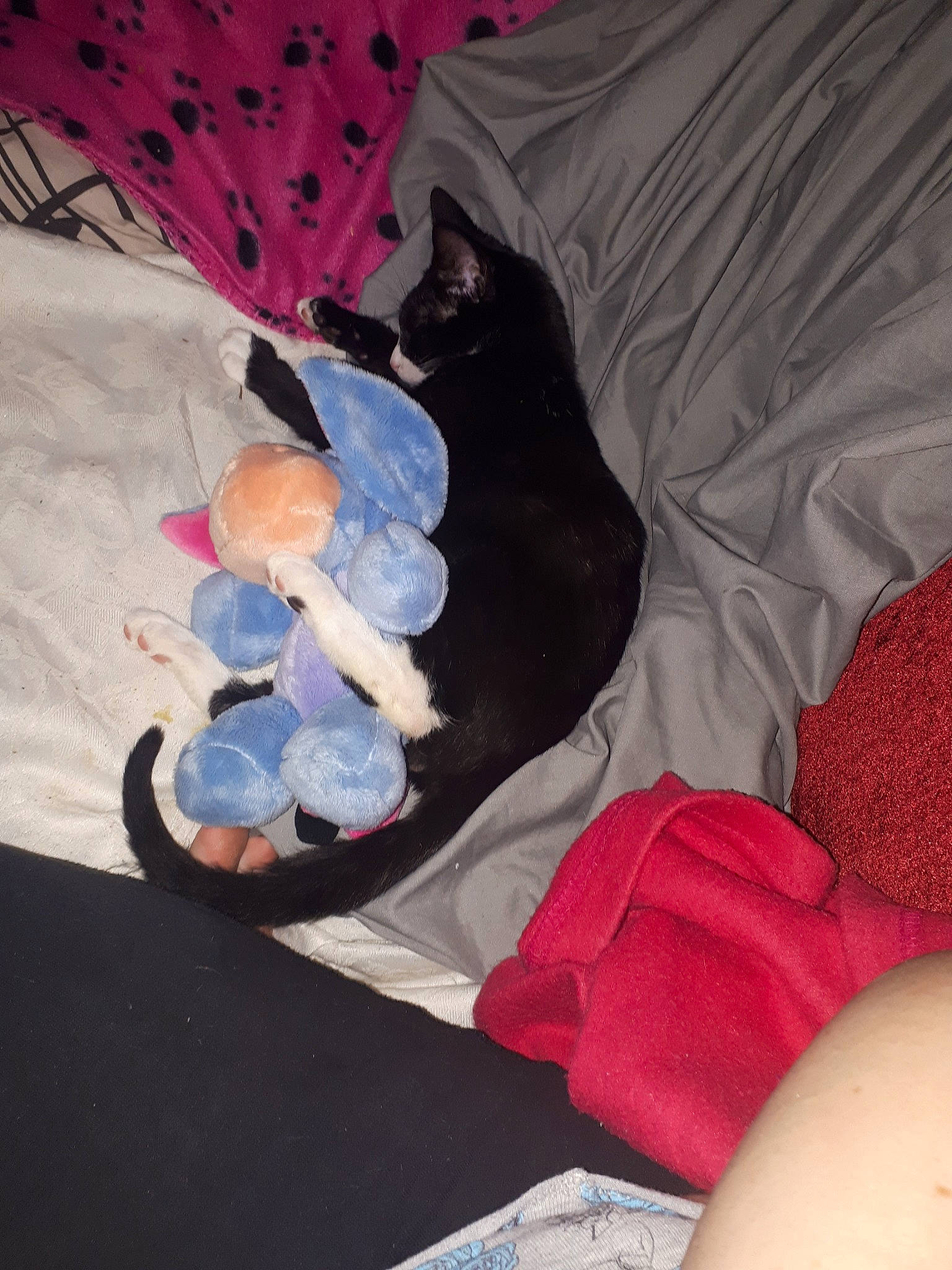 Blitzen is registered to the contest to win money with this photo: arm, blue, carnivoran, dog_like_mammal, finger, foot, fun, leg, mammal, nap, product, purple, shoe, textile, vertebrate