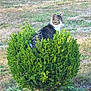 Tigrou participe au concours pour gagner de l'argent avec cette photo : cat, tabby_cat, bush, greenery, grass, outdoor, nature, animal, pet, fur, whiskers, ears, eyes, sunlight, field, shrub, curious, sitting, wildlife, daytime