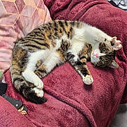 Tigrou participe au concours pour gagner de l'argent avec cette photo : animal, blanket, cat, cozy, cute, feline, fur, green_eyes, indoor, maroon, paw, pet, pink_nose, plush, relaxed, resting, sofa, stretching, striped, tabby_cat