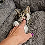 kitten, cat, paw, finger, hand, pet_bed, fluffy, gray, cute, playful, young, animal, indoor, cozy, feline, sleeping_area, resting, small, domestic_animal, interaction