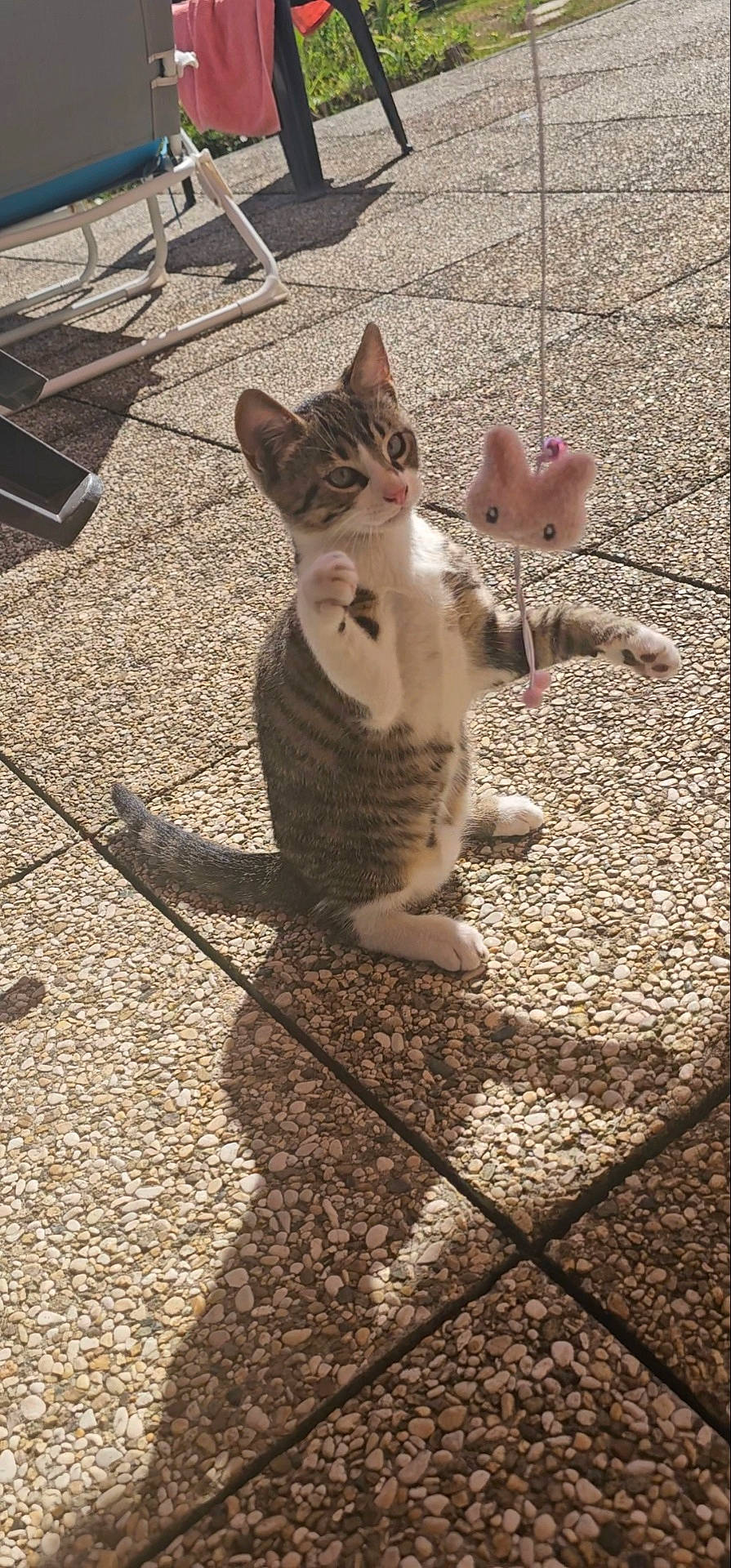 cat, chair, cute, ears, grass, kitten, outdoor, patio, paw, pebble_floor, pet, playing, shadow, sitting, string, sunlight, tabby_cat, towel, toy, whiskers