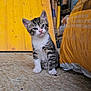 kitten, cat, tabby, pet, animal, indoor, floor, yellow, wood, bag, curious, small, cute, feline, fur, whiskers, ears, paws, sitting, head_tilt