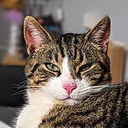 Tigrou participe au concours pour gagner de l'argent avec cette photo : cat, tabby, close_up, pet, animal, feline, whiskers, green_eyes, pink_nose, fur, striped, relaxed, indoor, portrait, mammal, domestic_animal, cute, soft_light, blurred_background, resting