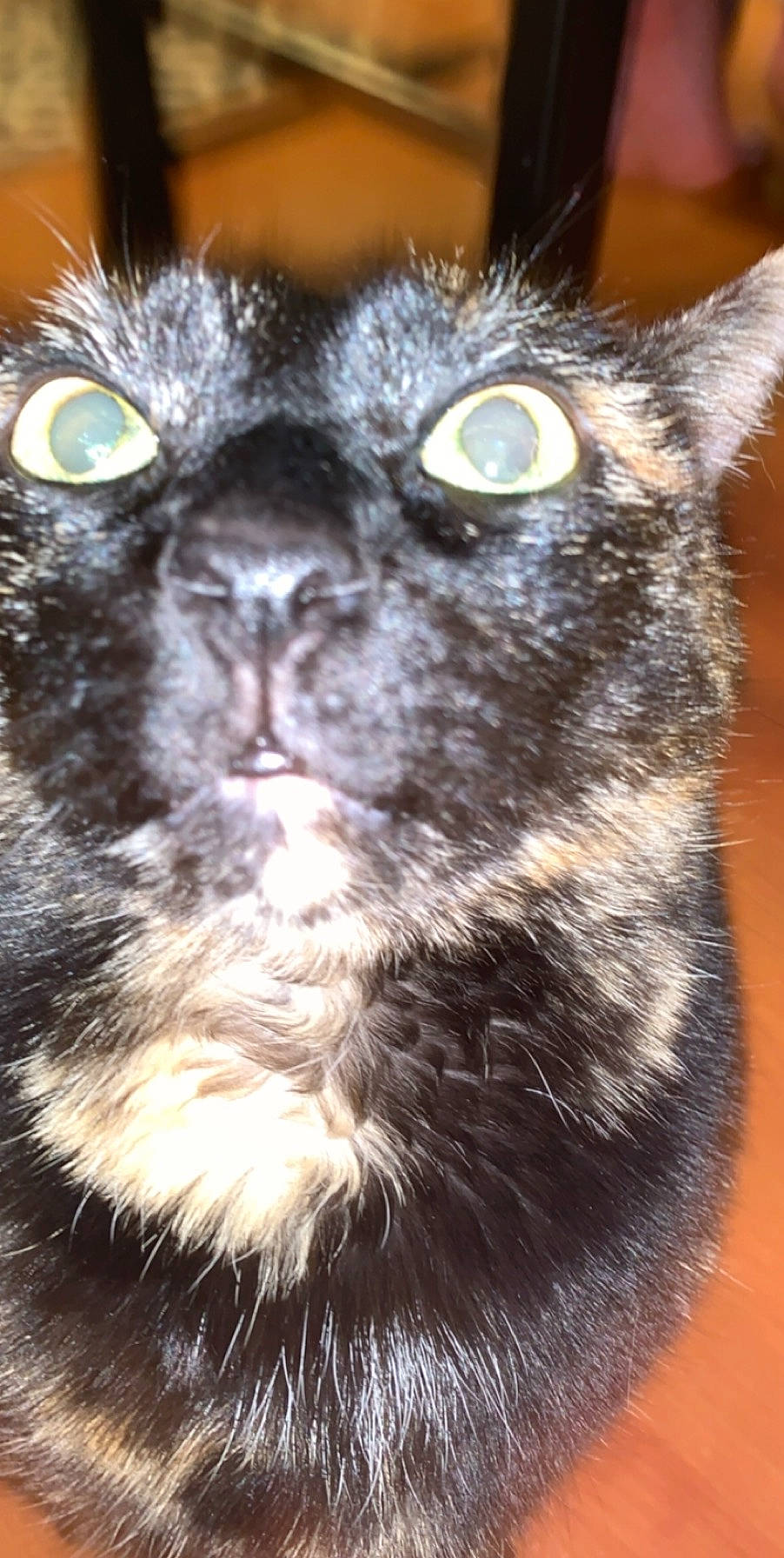 Olive joined the competition — help win amazing prizes! black_cat, carnivore, cat, close_up, felidae, fur, small_to_medium_sized_cats, snout, whiskers