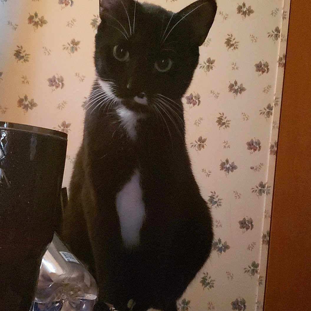 Loki