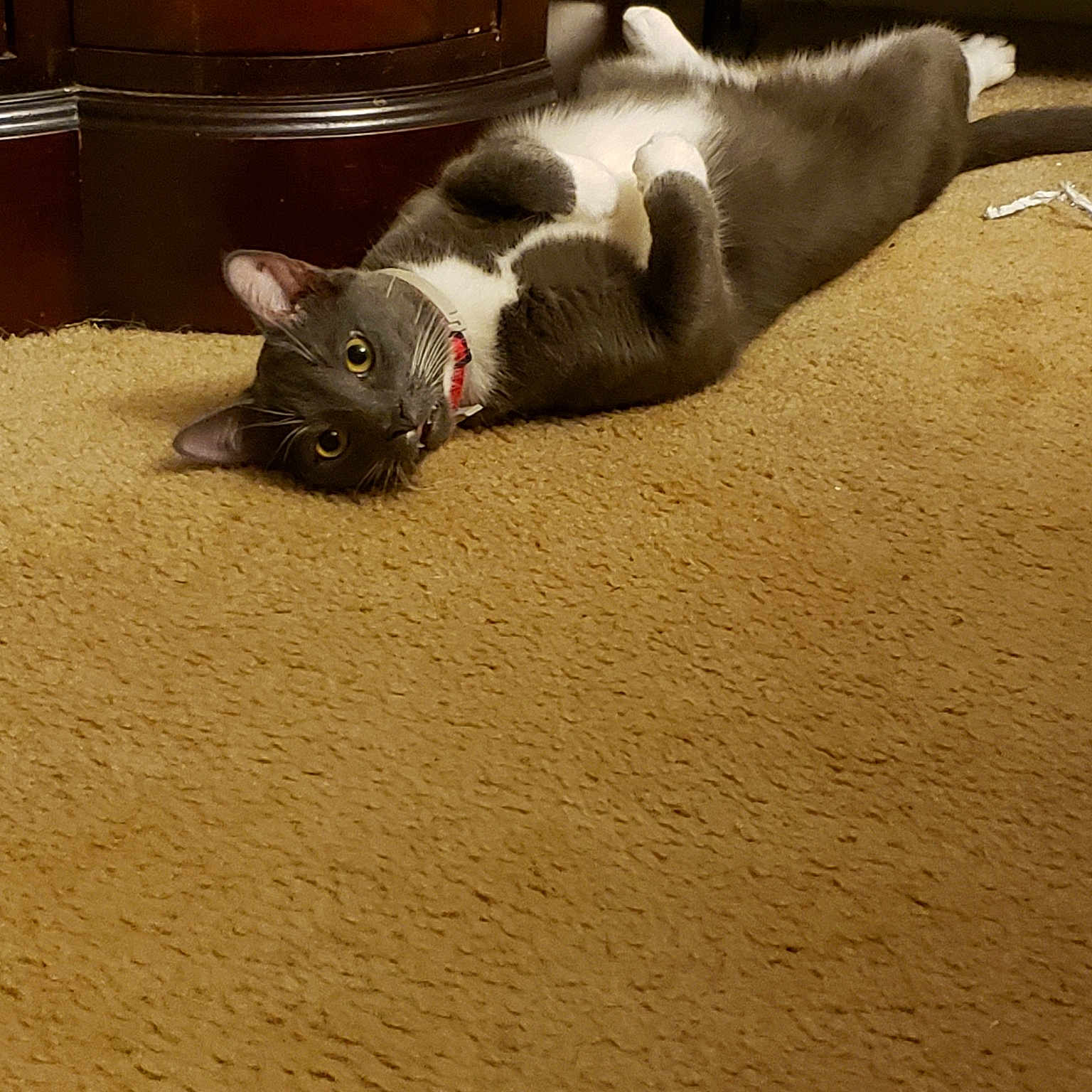 Caesar