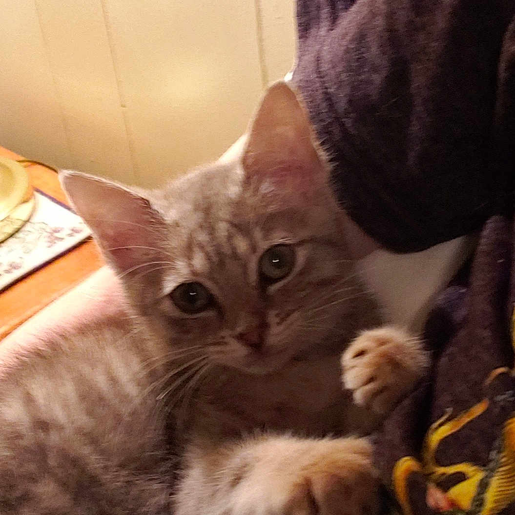 Sansa joined the competition — help win amazing prizes! american_shorthair, asian, australian_mist, british_shorthair, carnivore, cat, chartreux, domestic_short_haired_cat, ear, european_shorthair, fawn, felidae, german_rex, kitten, mammal, pixie_bob, small_to_medium_sized_cats, tabby_cat, vertebrate, whiskers