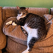 Shadow is registered to the contest to win money with this photo: cat, tabby_cat, pet, animal, couch, sofa, living_room, indoors, lounging, sleepy, relaxed, striped_fur, white_fur, brown_fur, face, whiskers, ears, paws, tail, phone_screenshot