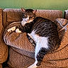 cat, tabby_cat, pet, animal, couch, sofa, living_room, indoors, lounging, sleepy, relaxed, striped_fur, white_fur, brown_fur, face, whiskers, ears, paws, tail, phone_screenshot
