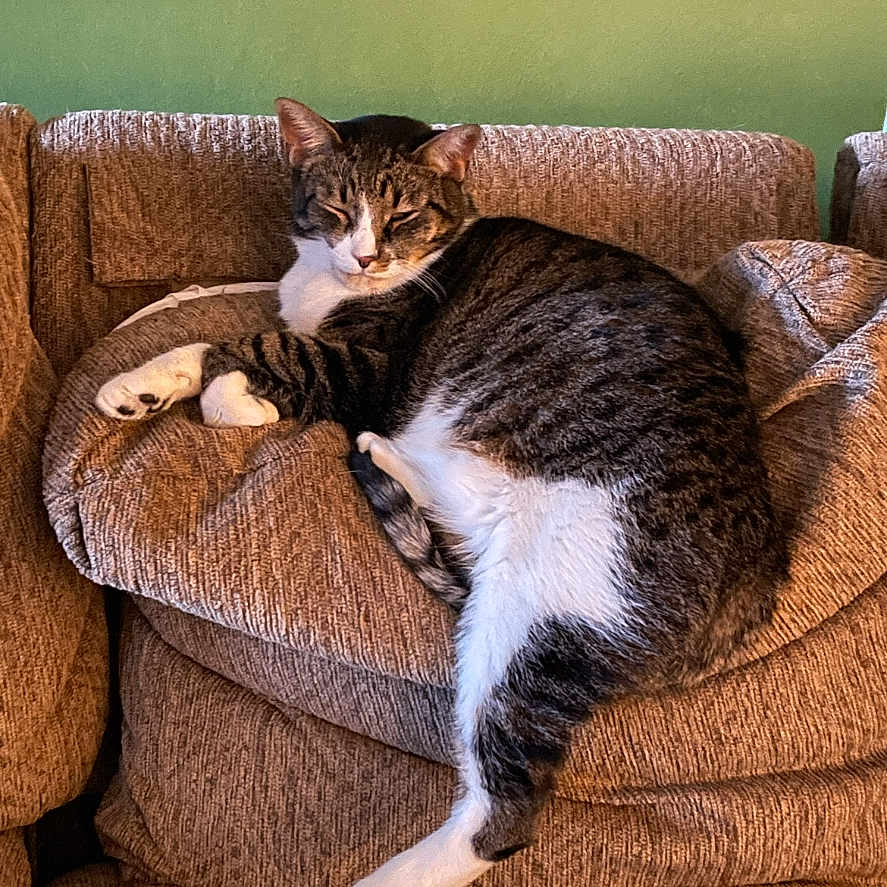 Shadow is registered to the contest to win money with this photo: cat, tabby_cat, pet, animal, couch, sofa, living_room, indoors, lounging, sleepy, relaxed, striped_fur, white_fur, brown_fur, face, whiskers, ears, paws, tail, phone_screenshot