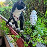 cat, black_and_white_cat, plant, greenery, balcony, railing, decorative_owl, succulent, flower, outdoor, curious, pet, nature, foliage, wood, pink_collar, animal, daylight, closeup, potted_plant