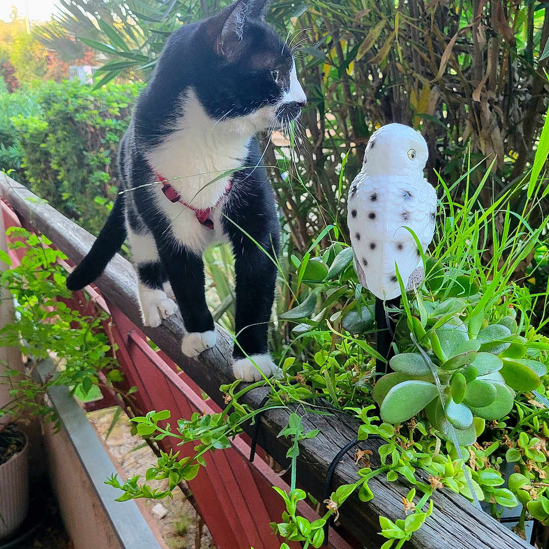 Maya