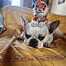 Snowy a rejoint le concours — aidez-le/la à gagner de superbes lots ! animal, bed, blanket, cozy, cute, dog, ears, face, french_bulldog, fur, home, indoors, pet, plush_toy, resting, sleepy, soft_light, tiger_toy, toy, window