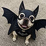 animal, bat_ears, bat_wings, batman, black, cape, concrete, costume, cute, dog, french_bulldog, funny, happy, looking_up, mask, outdoor, pet, portrait, small_dog, smiling