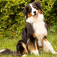 Viking participe au concours pour gagner de l'argent avec cette photo : animal, canine, cute, dog, fluffy, friendly, fur, grass, greenery, happy, head_tilt, nature, outdoor, pet, playful, portrait, sitting, summer, tongue_out, tricolor