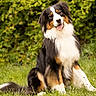 animal, canine, cute, dog, fluffy, friendly, fur, grass, greenery, happy, head_tilt, nature, outdoor, pet, playful, portrait, sitting, summer, tongue_out, tricolor