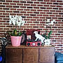 Olaf participe au concours pour gagner de l'argent avec cette photo : cat, record_player, white_orchids, pink_pot, metal_cabinet, brick_wall, golf_clubs, clock, decor, vintage, indoor, furniture, plant, flower_pot, pet, curious, side_view, wooden_surface, pillows, blue_blanket