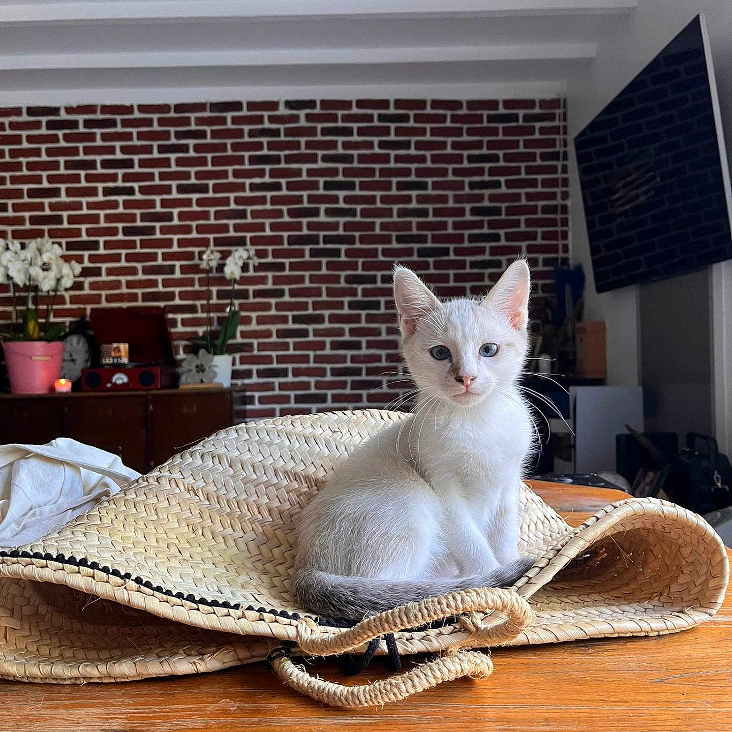 Olaf participe au concours pour gagner de l'argent avec cette photo : blue_eyes, brick_wall, cozy_room, curious, decor, domestic_animal, flower_pot, furniture, household, indoor, kitten, pet, plant, sitting, small_cat, tabletop, television, white_cat, wooden_table, woven_bag