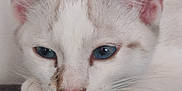 Olaf a rejoint le concours — aidez-le/la à gagner de superbes lots ! cat, close_up, blue_eyes, white_fur, light_brown_fur, resting, face, pink_nose, whiskers, ears, indoor, pet, feline, animal, cute, fur_texture, relaxed, portrait, mammal, domestic_cat