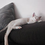 Olaf a rejoint le concours — aidez-le/la à gagner de superbes lots ! cat, sleeping, sofa, pillow, indoor, relaxed, pet, fur, whiskers, paw, cozy, resting, animal, cute, home, feline, quiet, peaceful, domestic, nap