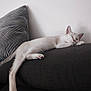 cat, sleeping, sofa, pillow, indoor, relaxed, pet, fur, whiskers, paw, cozy, resting, animal, cute, home, feline, quiet, peaceful, domestic, nap