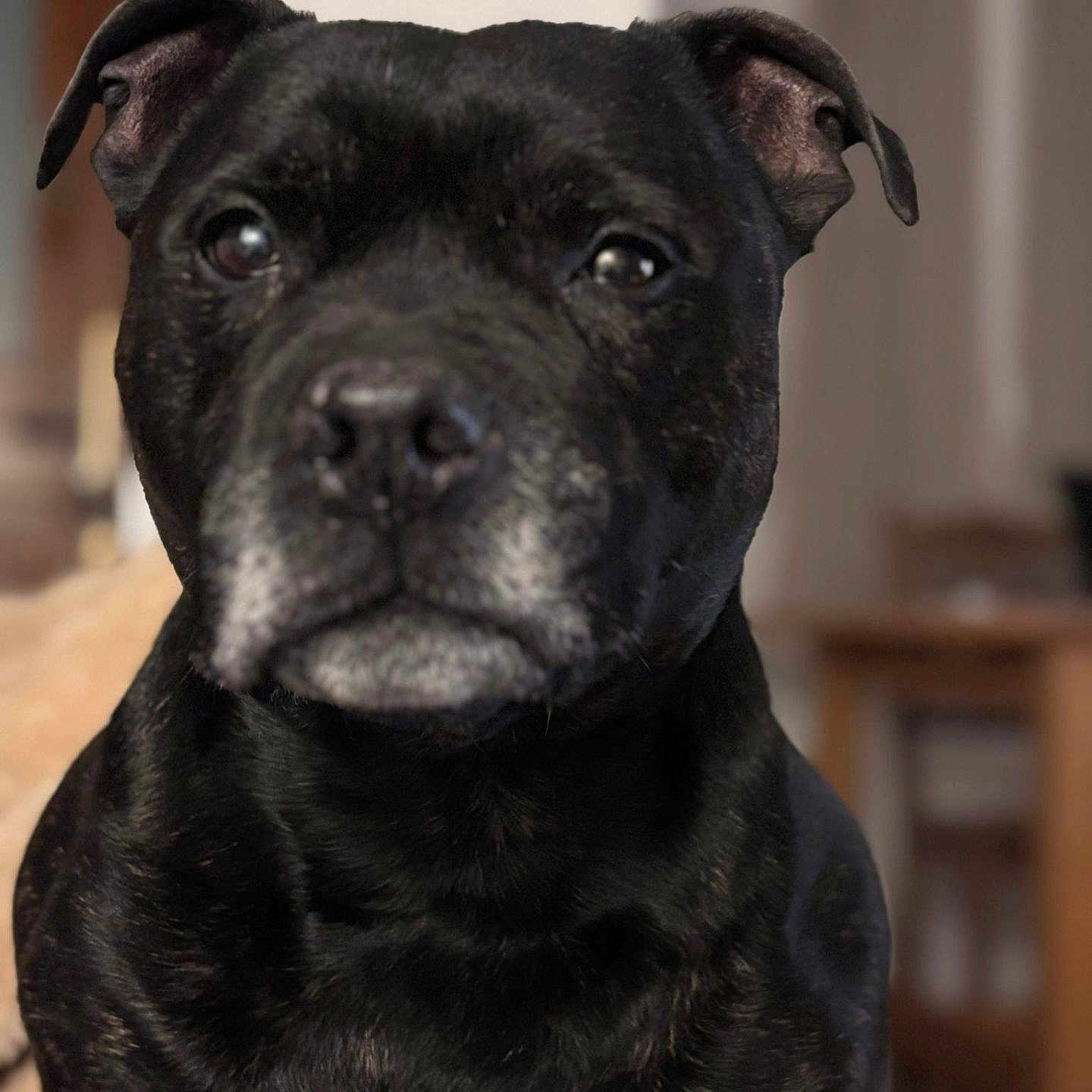 Lucky a rejoint le concours — aidez-le/la à gagner de superbes lots ! aged, animal, black_dog, blurry_background, calm, canine, close_up, dog, domestic, ears, eyes, face, fur, furniture, indoor, mammal, nose, pet, portrait, seated