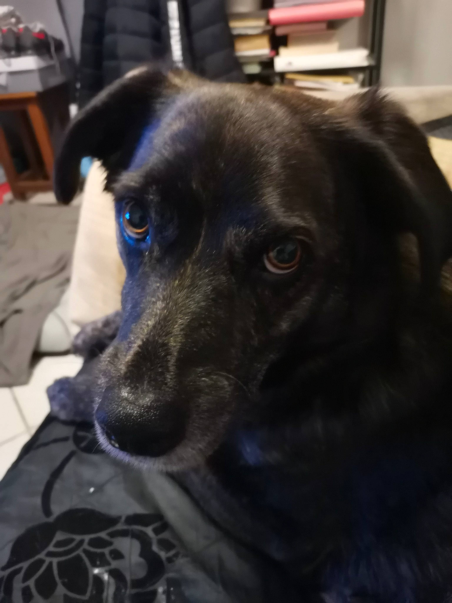 Mario participe au concours pour gagner de l'argent avec cette photo : borador, canidae, carnivore, companion_dog, dog, dog_breed, fur, guard_dog, gun_dog, retriever, snout, sporting_group, whiskers, working_animal