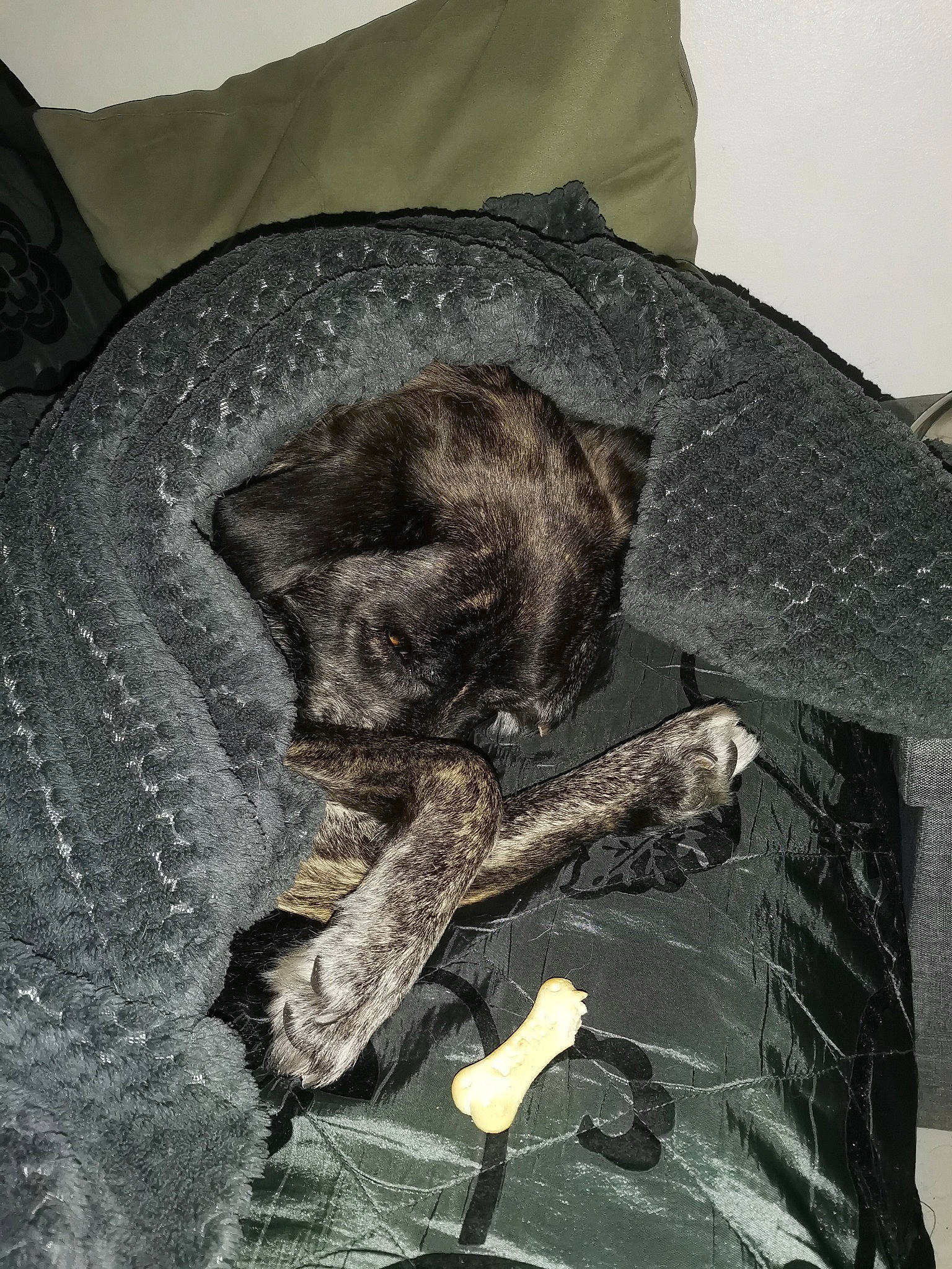 Mario participe au concours pour gagner de l'argent avec cette photo : art, canidae, carnivore, cat, claw, comfort, dog_breed, domestic_short_haired_cat, felidae, fur, grey, linens, metal, rock, sleeve, small_to_medium_sized_cats, tail, terrestrial_animal, whiskers