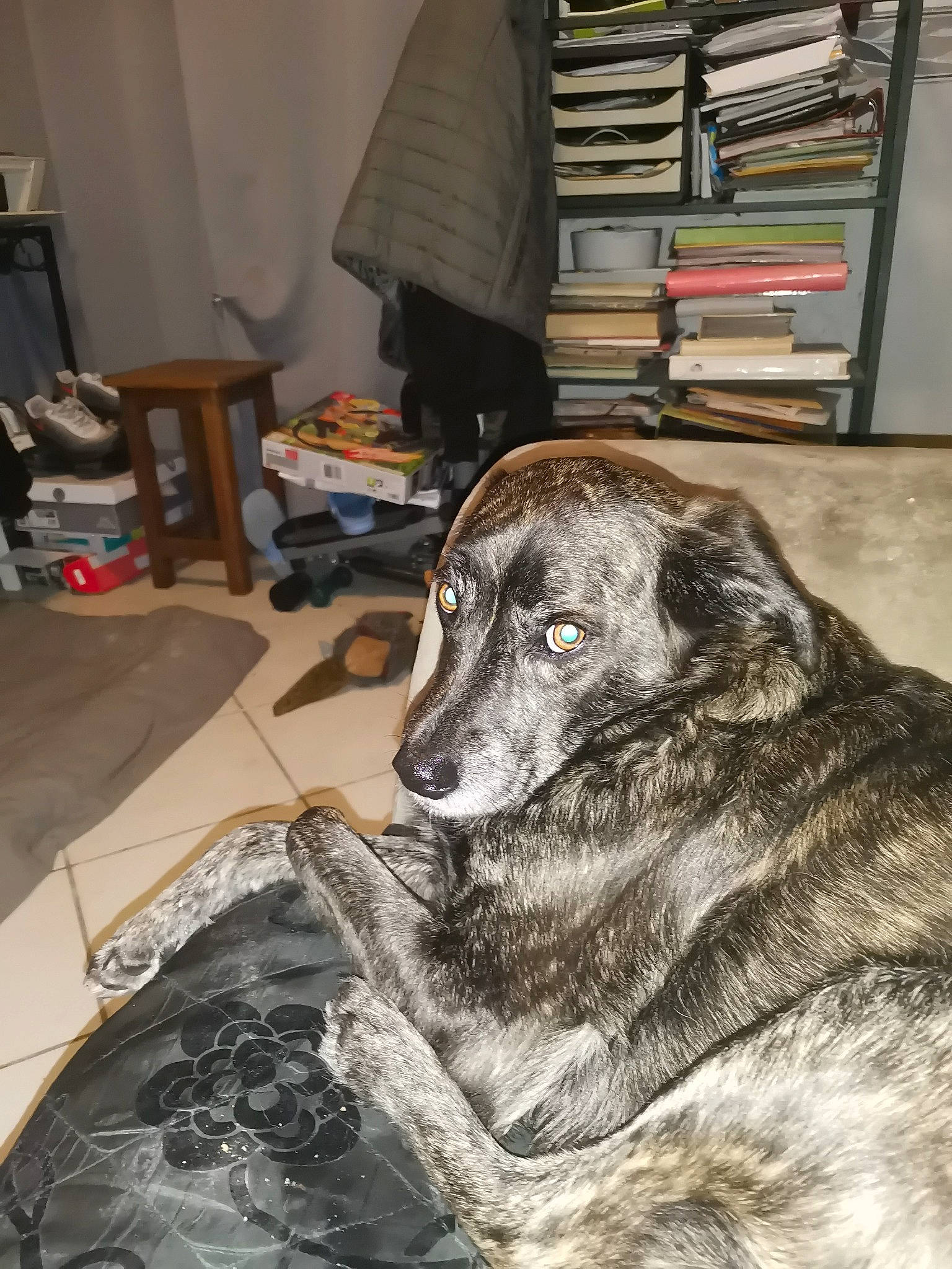 Mario participe au concours pour gagner de l'argent avec cette photo : art, carnivore, chair, comfort, companion_dog, couch, curtain, dog, dog_breed, flooring, fur, furniture, grey, guard_dog, publication, room, sporting_group, whiskers, wood, working_animal