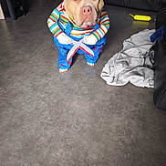 Lala participe au concours pour gagner de l'argent avec cette photo : dog, costume, indoor, floor, blanket, toy, scissors, colorful_clothing, pet, living_room, funny, brown_dog, canine, playful, home, cute, animal, furniture, leisure, domestic