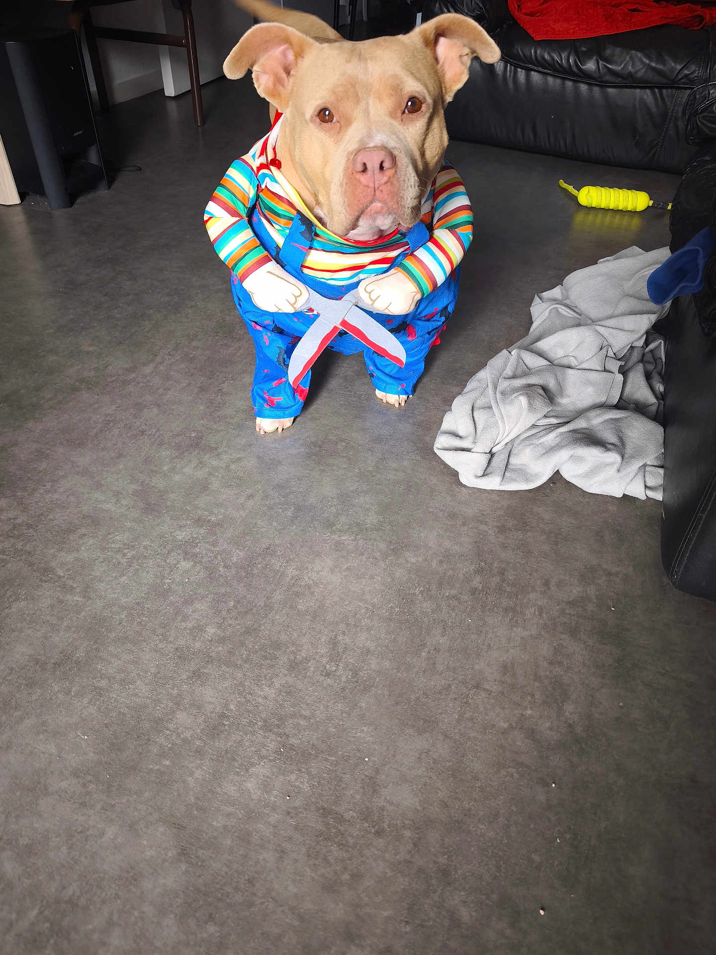 Lala participe au concours pour gagner de l'argent avec cette photo : dog, costume, indoor, floor, blanket, toy, scissors, colorful_clothing, pet, living_room, funny, brown_dog, canine, playful, home, cute, animal, furniture, leisure, domestic