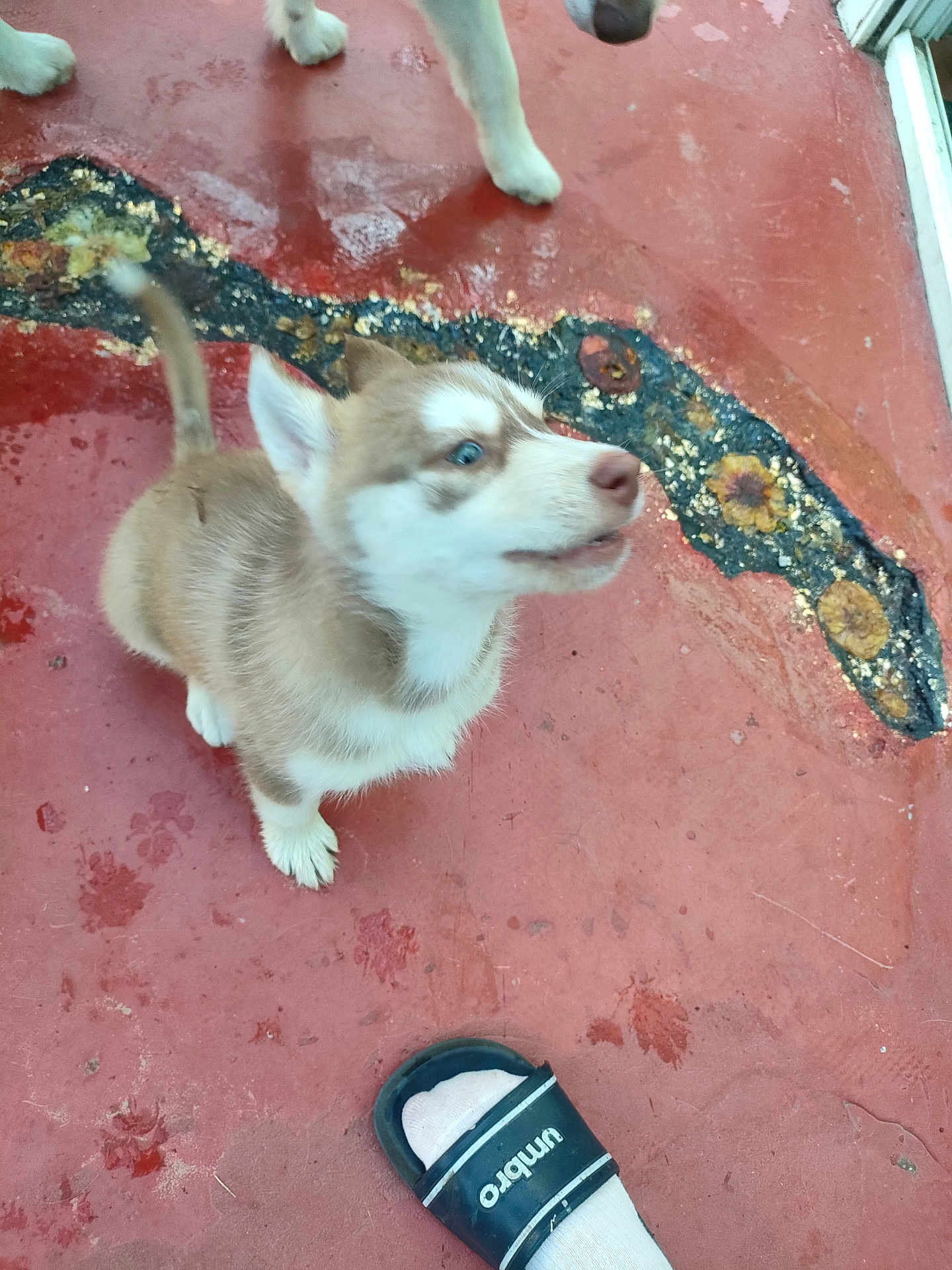 Albert