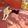 dog, cat, pet, animal, outdoor, sunlight, shadow, patio, red_floor, relaxing, companions, furry, black_cat, white_dog, side_view, summer, calm, domestic, quiet, nature
