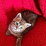 kitten, cat, tabby, blue_eyes, fur, pet, cute, animal, young, small, whiskers, paw, looking_up, indoor, red_blanket, cozy, texture, sleepy, resting, adorable