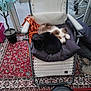 Ulysse participe au concours pour gagner de l'argent avec cette photo : dog, cat, chair, cushion, indoor, carpet, plant, potted_plant, bicycle, pet, furry, resting, cozy, companion, black_cat, fluffy_dog, home, relaxing, animal, furniture