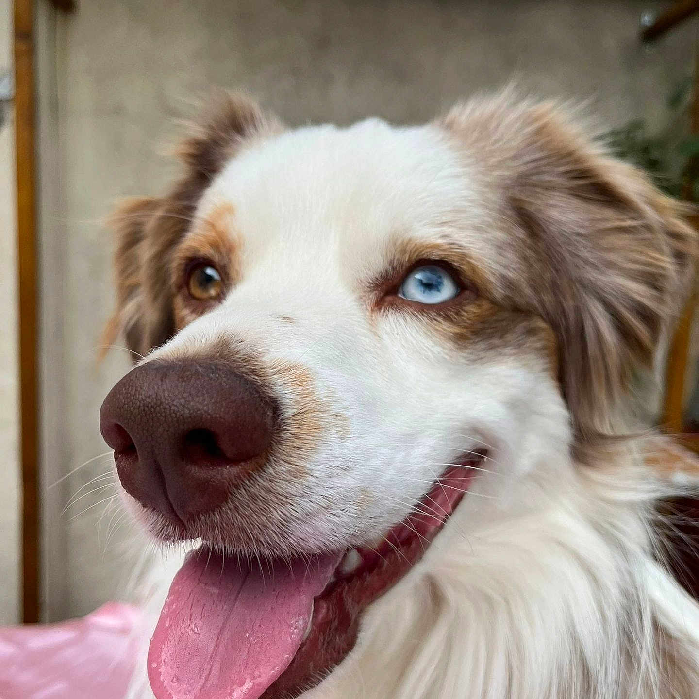 Ulysse a rejoint le concours — aidez-le/la à gagner de superbes lots ! animal, blue_eye, blurred_background, brown_eye, canine, close_up, cute, dog, domestic_animal, ears, fur, happy, heterochromia, indoor, nose, pet, portrait, smiling, tongue_out, whiskers