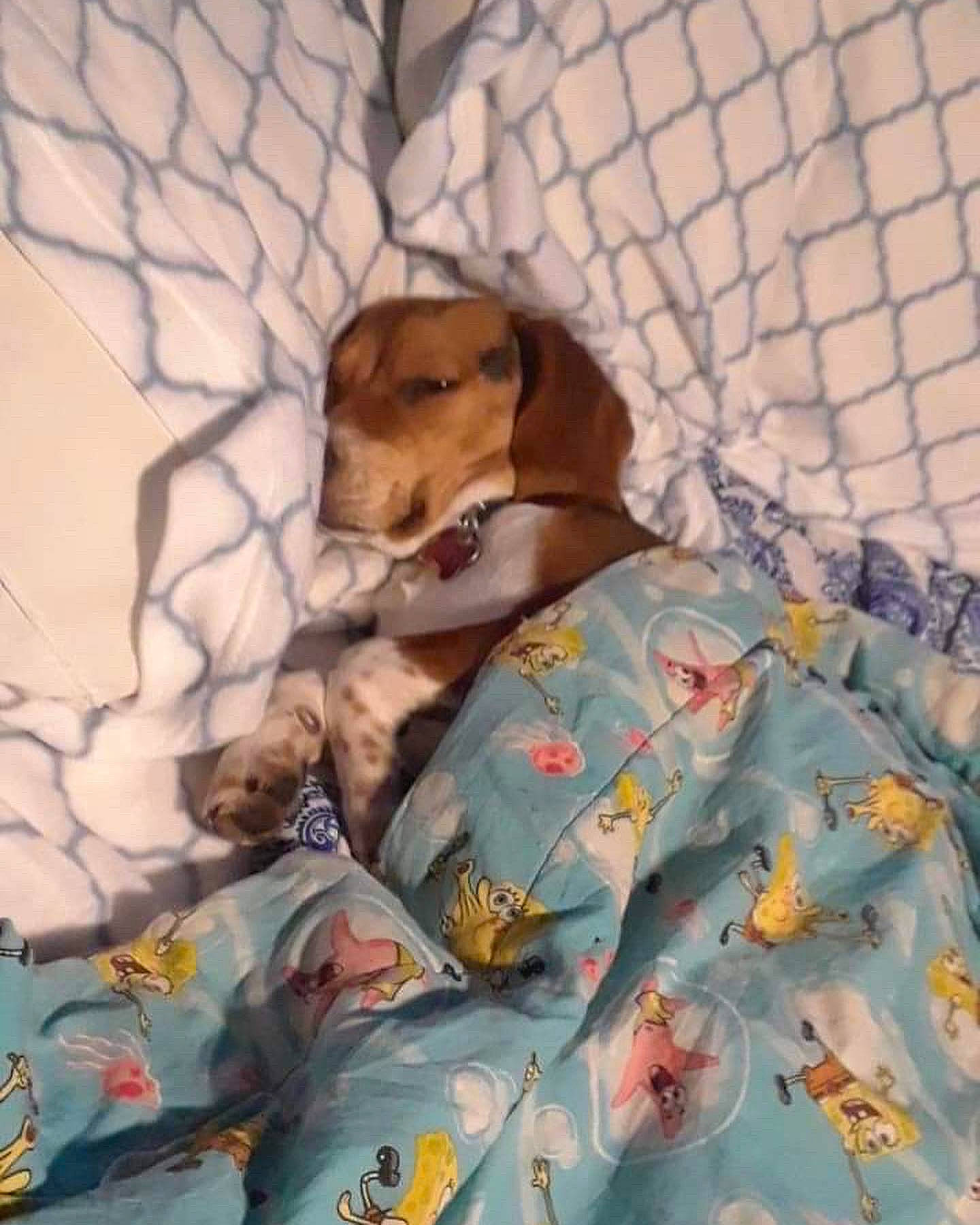 Fern joined the competition — help win amazing prizes! bed, bed_sheet, bedding, blanket, carnivore, comfort, companion_dog, dog, dog_breed, dog_supply, duvet, fawn, hound, linens, pattern, pet_supply, sleeve, stuffed_toy, toy, toy_dog