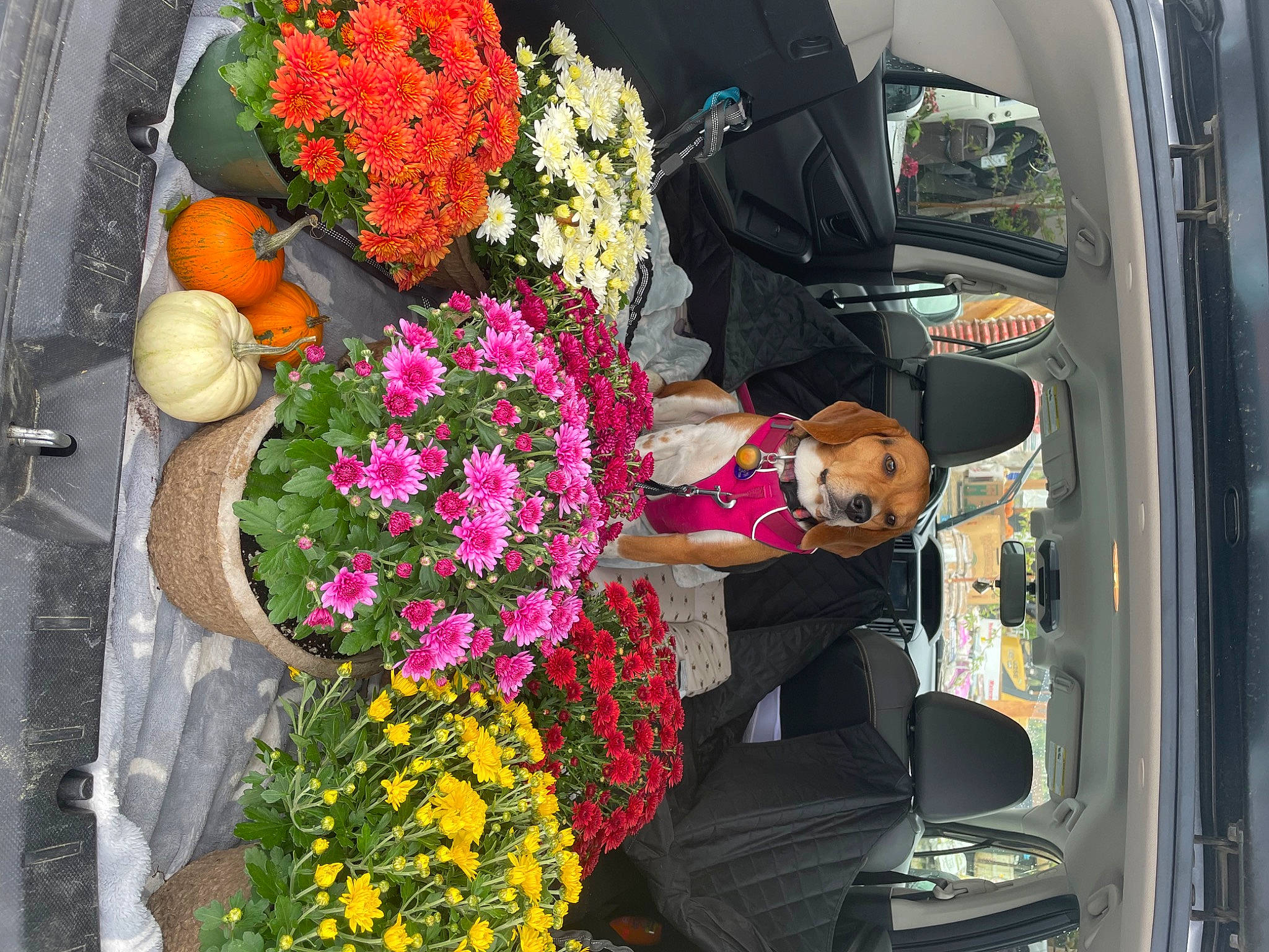 Fern joined the competition — help win amazing prizes! annual_plant, artificial_flower, automotive_design, automotive_exterior, automotive_lighting, bouquet, car, chair, cut_flowers, event, flower, flower_arranging, flowerpot, houseplant, motor_vehicle, orange, petal, plant, vehicle, vehicle_door