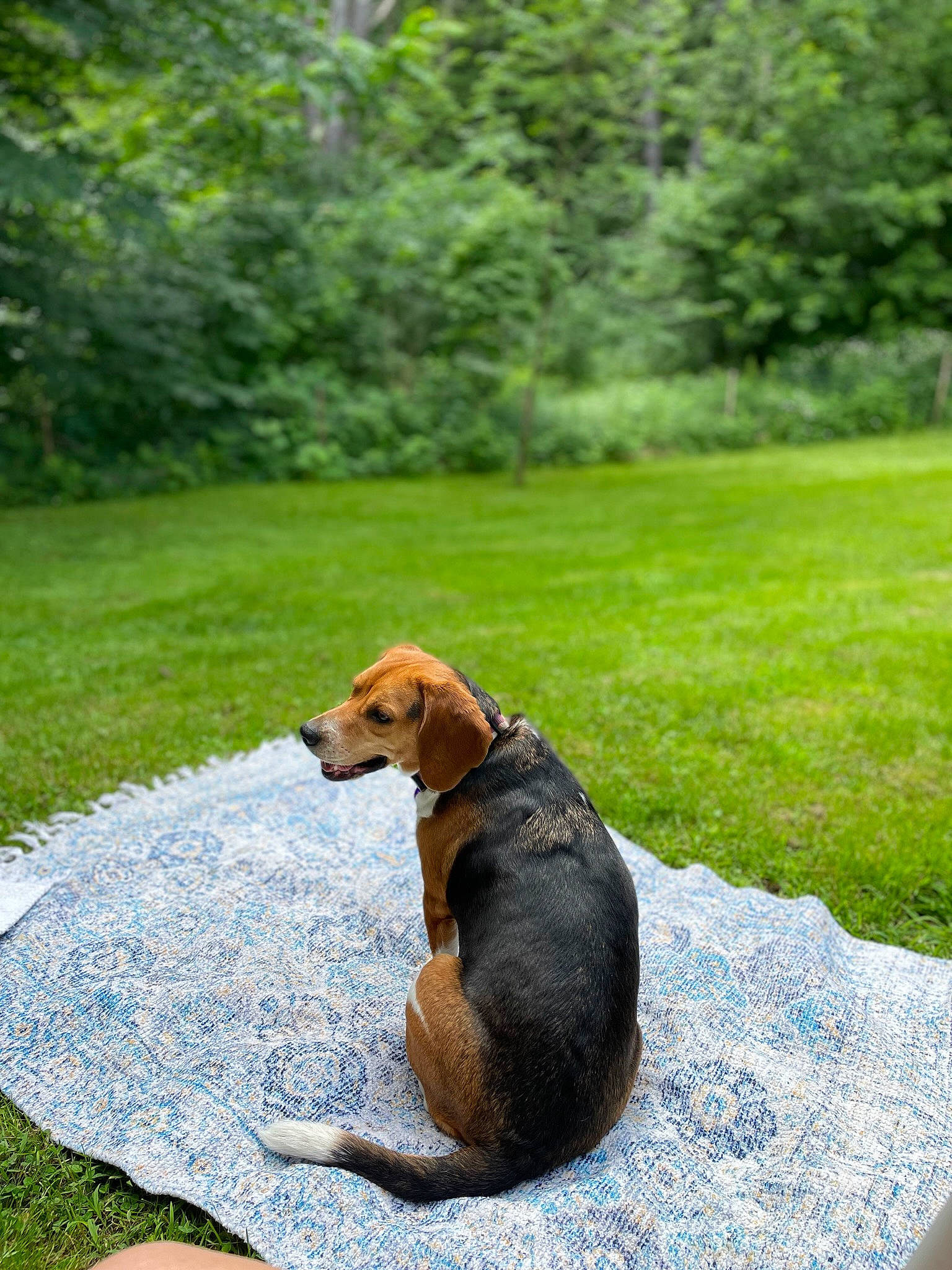 Fern is registered to the contest to win money with this photo: airedale_terrier, carnivore, collar, companion_dog, dobermann, dog, dog_breed, dog_supply, fawn, garden, grass, hound, landscape, lawn, leisure, pet_supply, plant, scent_hound, tail, tree