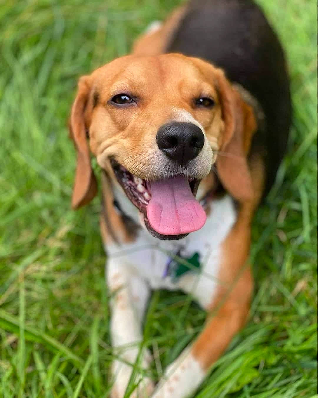 Fern joined the competition — help win amazing prizes! ball, beagle, canidae, carnivore, collar, companion_dog, dog, dog_breed, fawn, grass, hound, hunting_dog, liver, plant, snout, sporting_group, tail, terrestrial_animal, toy, whiskers