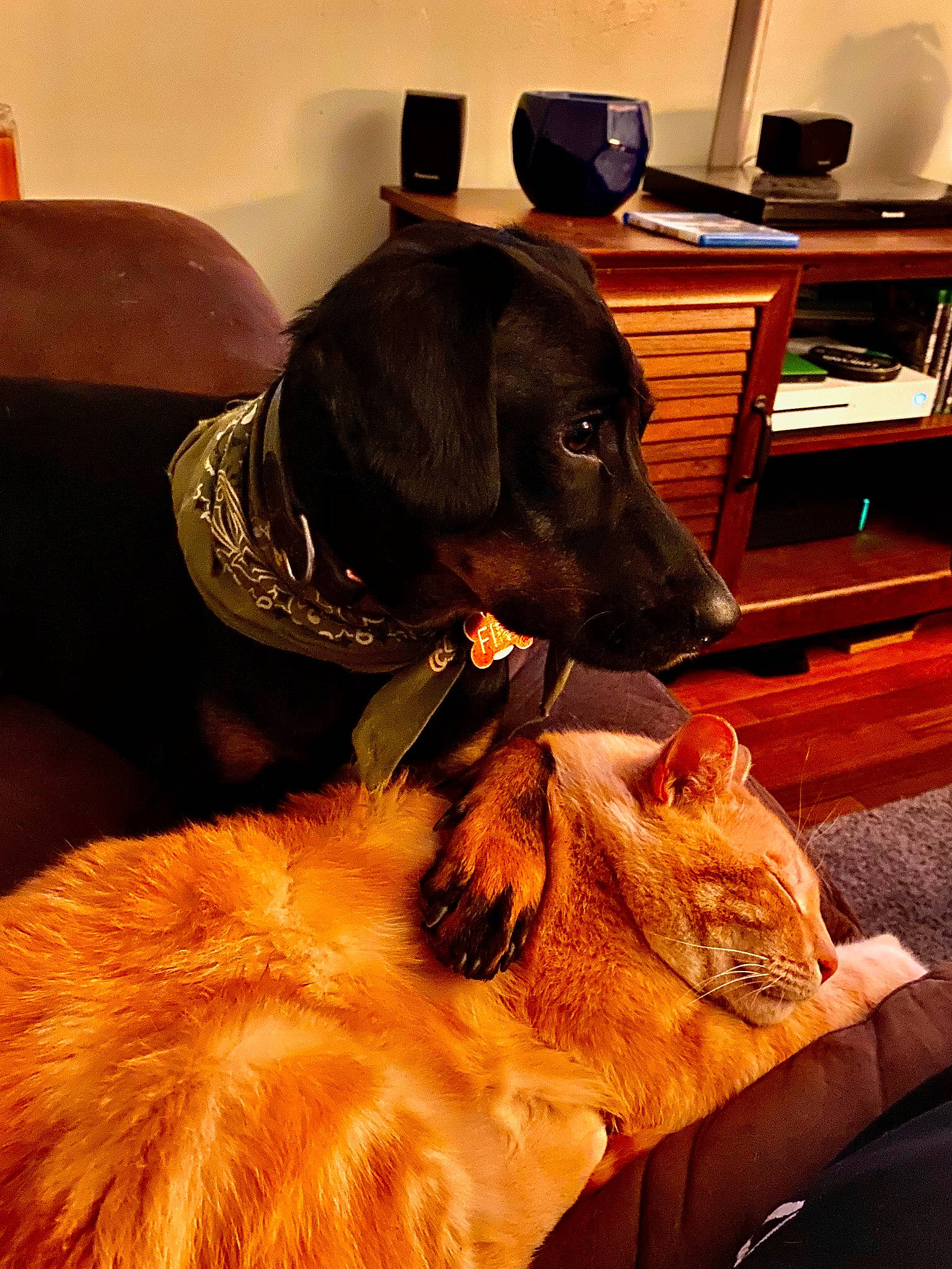 Finn joined the competition — help win amazing prizes! brown, canidae, carnivore, chair, collar, comfort, companion_dog, dog, dog_breed, dog_collar, fawn, flooring, fur, guard_dog, hat, liver, snout, sporting_group, whiskers, working_animal