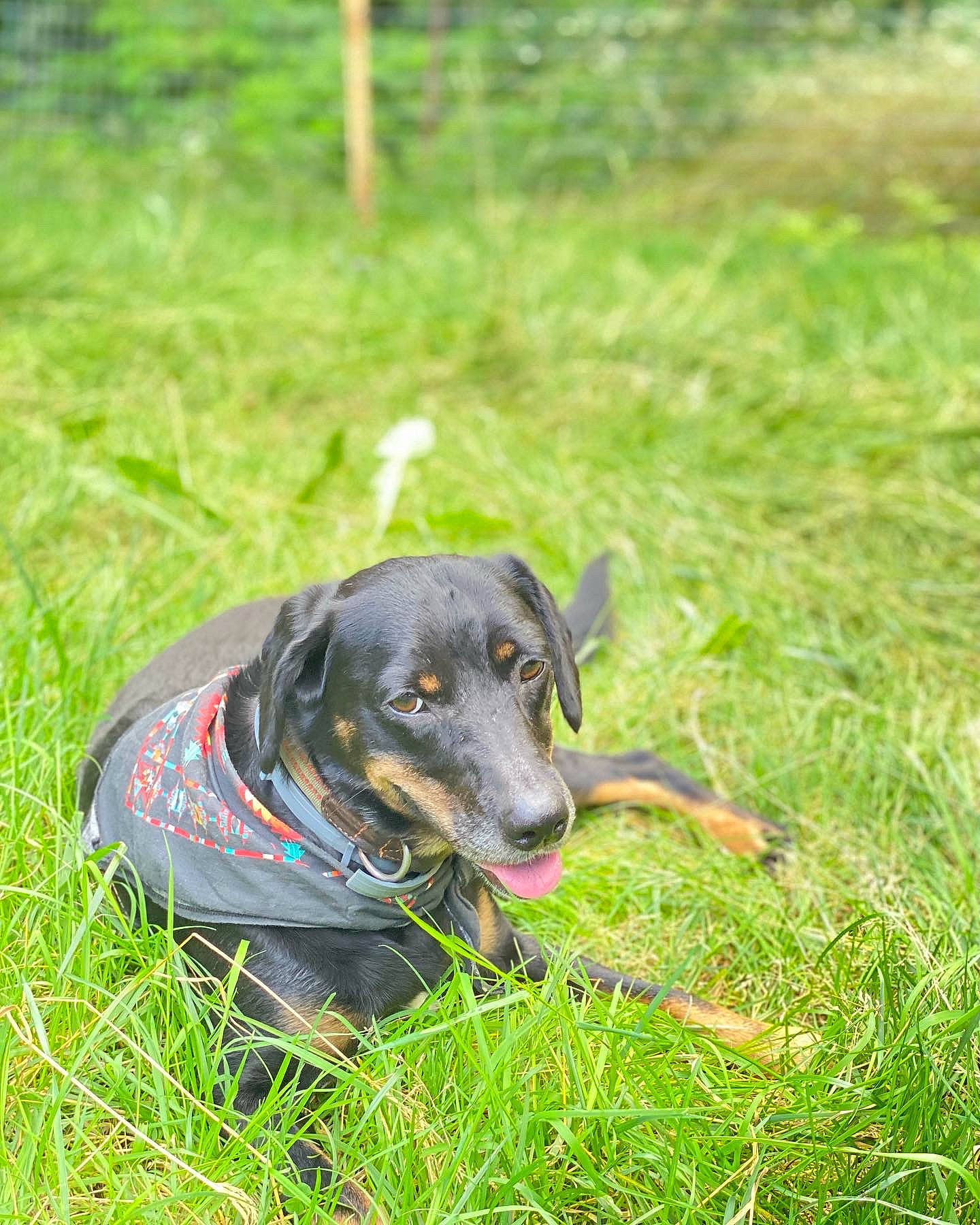 Finn joined the competition — help win amazing prizes! canidae, carnivore, collar, companion_dog, dog, dog_breed, dog_collar, grass, grassland, guard_dog, hunting_dog, pasture, personal_protective_equipment, plant, prairie, puppy, snout, sporting_group, working_animal, working_dog