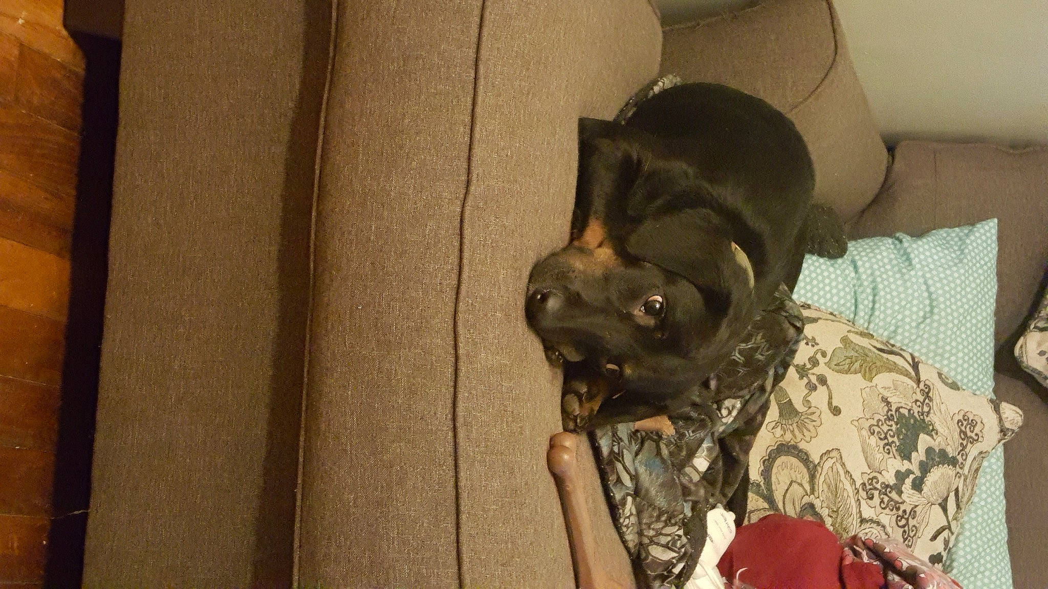 Finn joined the competition — help win amazing prizes! canidae, carnivore, comfort, companion_dog, dog, dog_breed, dog_supply, ear, fawn, fur, guard_dog, hardwood, liver, non_sporting_group, snout, sporting_group, toy_dog, whiskers, wood, working_animal