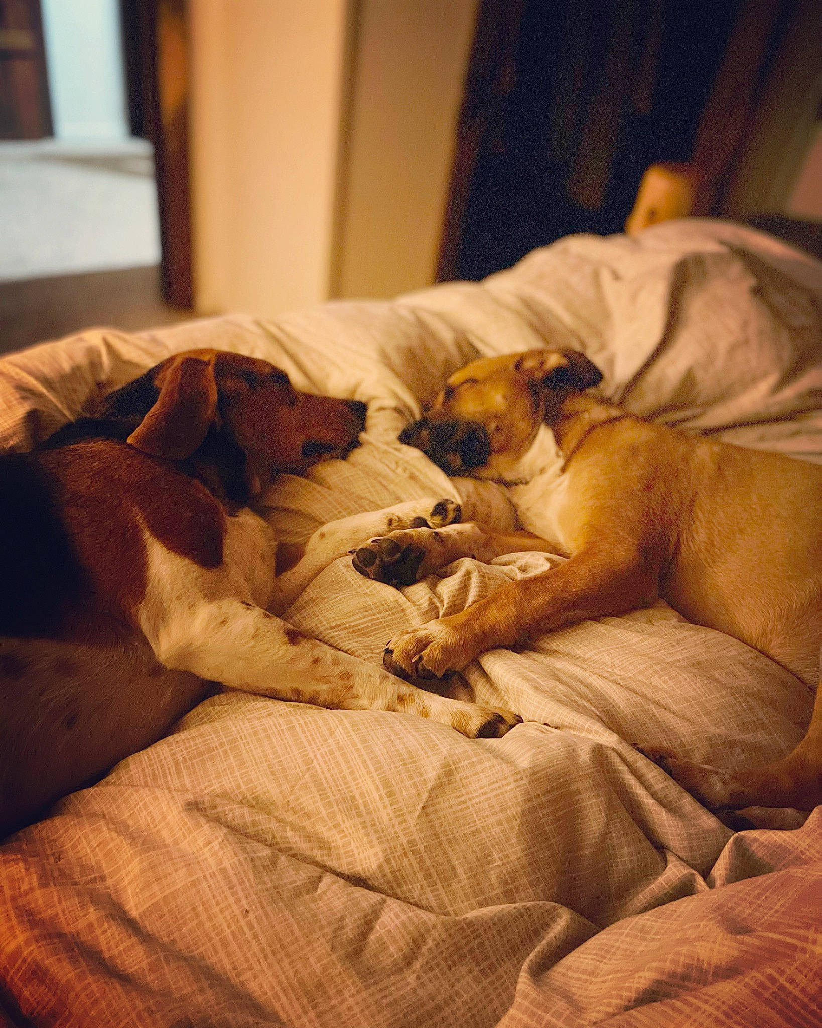 Freya is registered to the contest to win money with this photo: bedding, carnivore, comfort, companion_dog, curtain, dog, dog_breed, duvet, fawn, felidae, fur, hardwood, linens, mammal, paw, tints_and_shades, toy_dog, whiskers, wood, working_animal