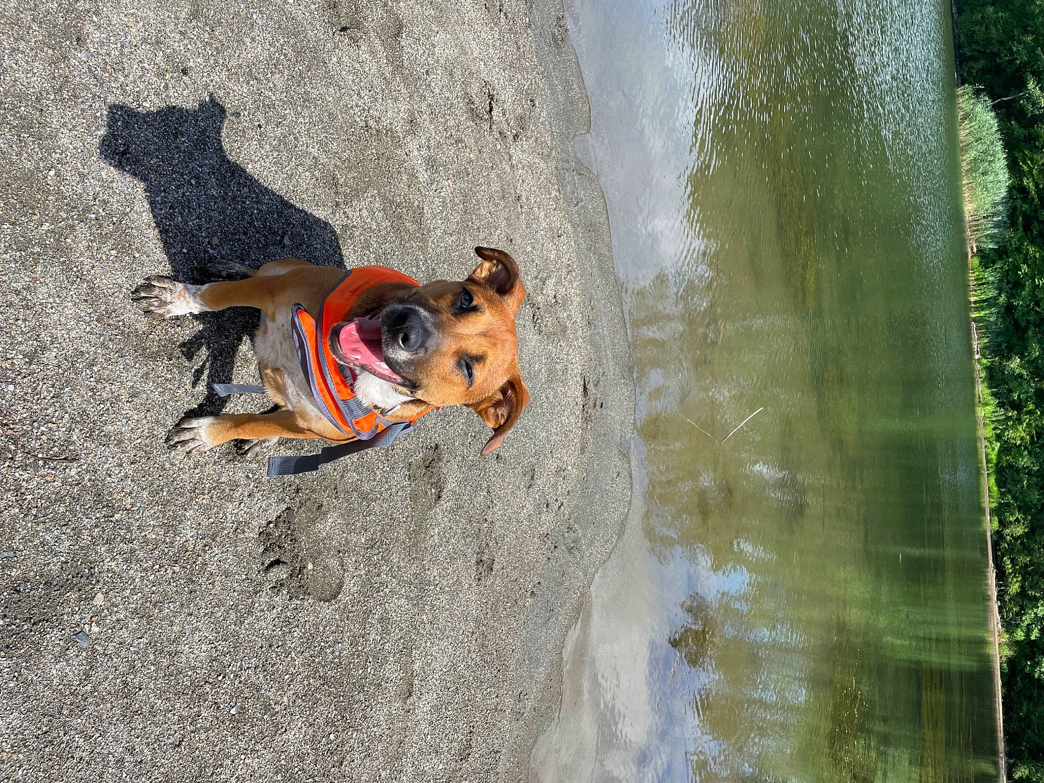 Freya joined the competition — help win amazing prizes! adventure, canidae, carnivore, companion_dog, dog, dog_breed, dog_supply, fawn, fun, lake, leash, leisure, plant, recreation, reflection, sporting_group, sunglasses, tree, water, working_animal