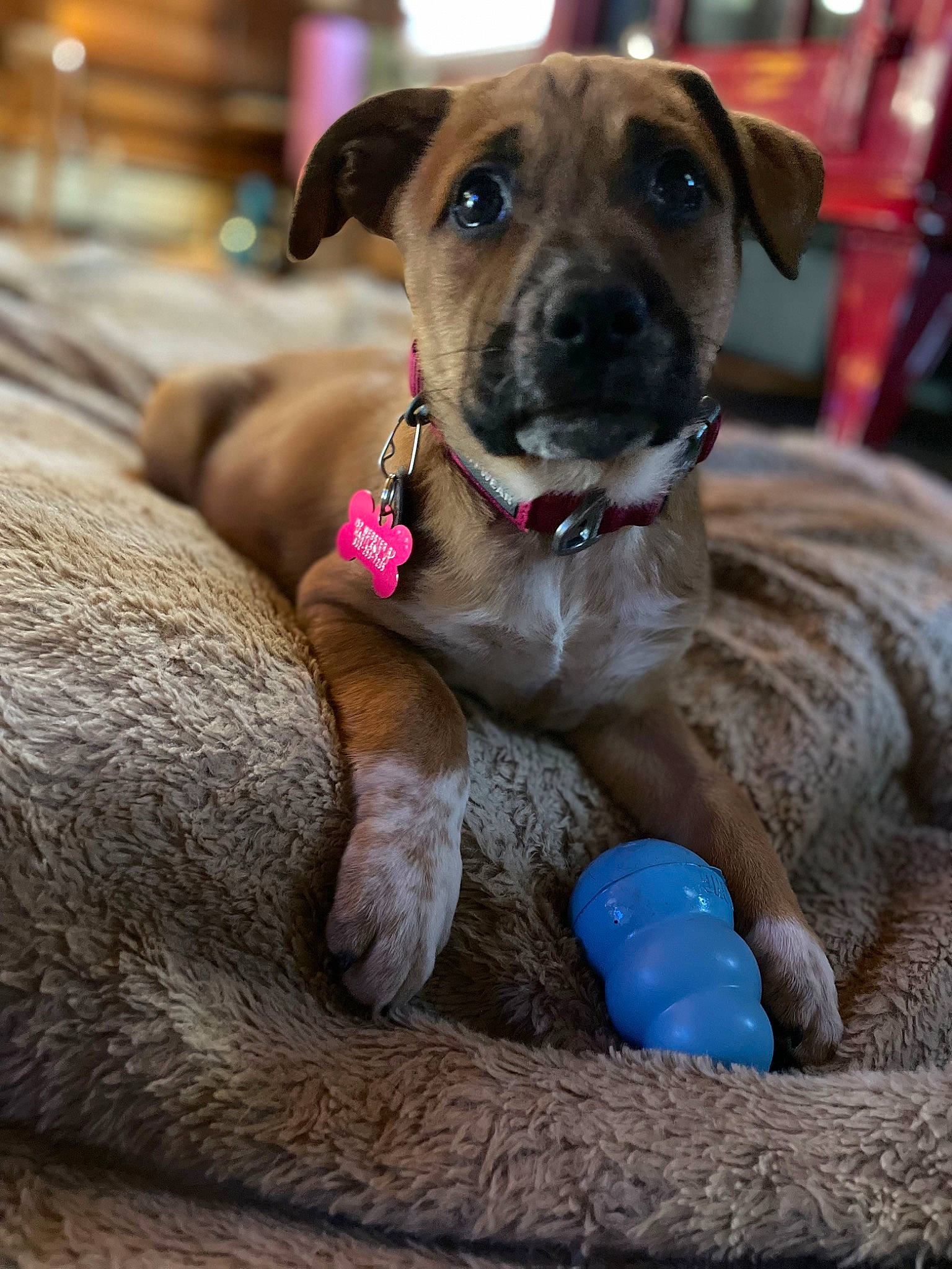 Freya joined the competition — help win amazing prizes! canidae, carnivore, collar, companion_dog, dog, dog_breed, dog_collar, dog_supply, fawn, fur, guard_dog, liver, paw, pet_supply, snout, sporting_group, whiskers, working_animal, working_dog, wrinkle